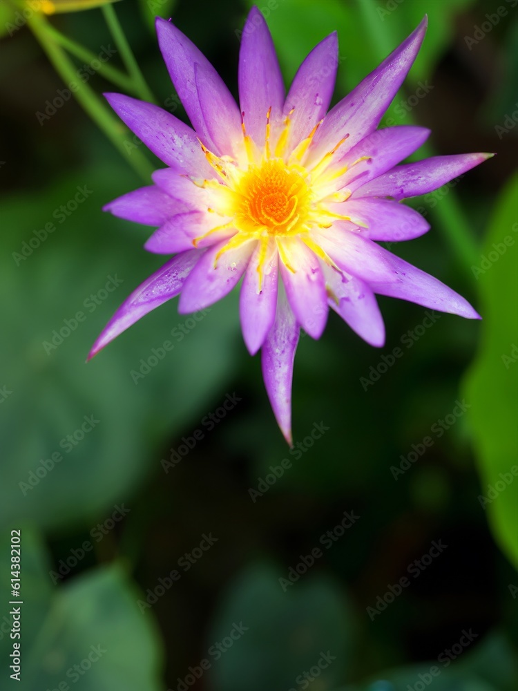 Fototapeta premium glowing purple flower black background