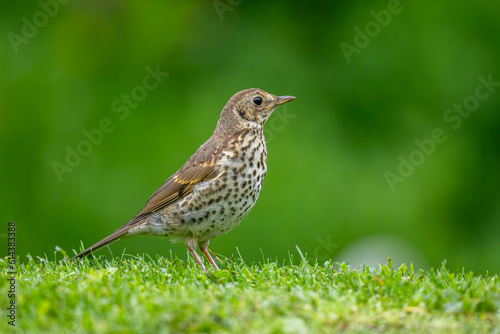 Photo of a bird on the grass in the garden with a space for text. The song thrush, Turdus philomelos.