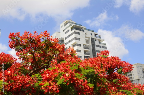 Modern residential area. Flowering trees near the new building. Luxury real estate. Investment in an apartment. Comfortable balconies and blooming Royal poinciana © ShU studio