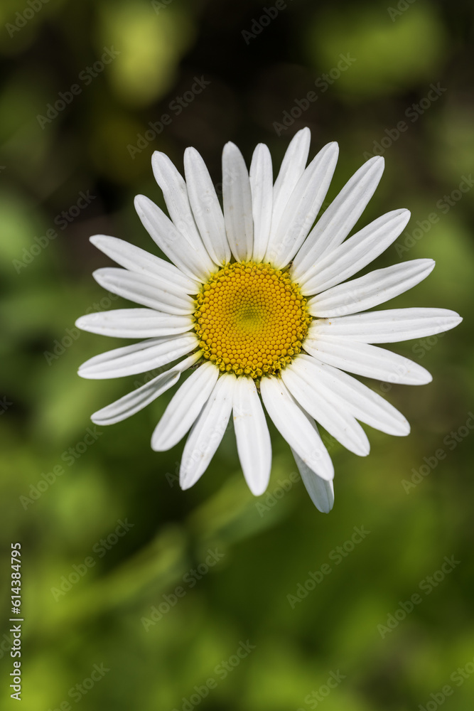 White chamomile flower on a background of green grass White chamomile flower on a background of green grass