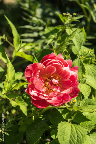 Beautiful pink peony flower in the garden