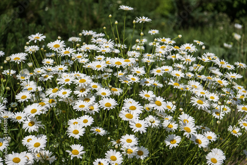 White daisies growing in the garden 