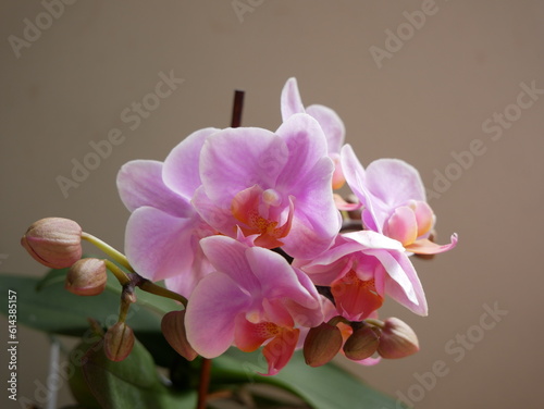 pink phalaenopsis orchid