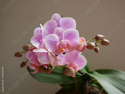 pink phalaenopsis orchid