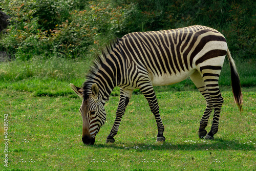 Single zebra grazing on green grass with foliage in the background.