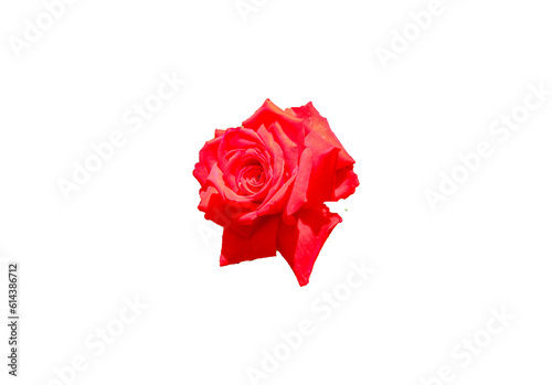 Rosenblüte rot freigestellt