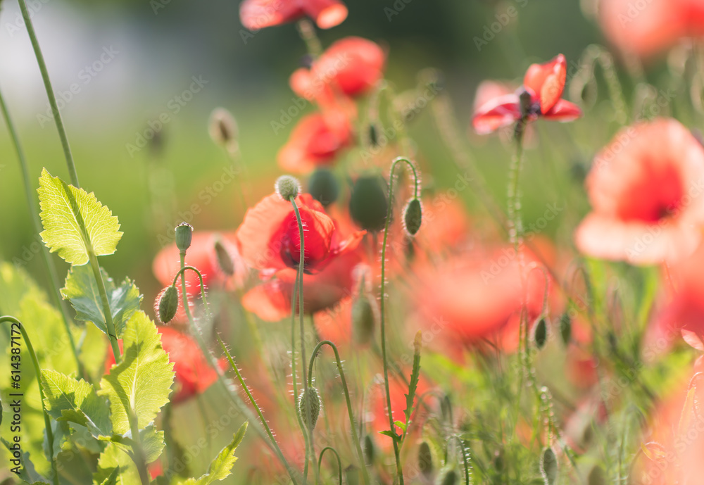Wonderful blooming landscape. Close up of red poppy flowers in a field.