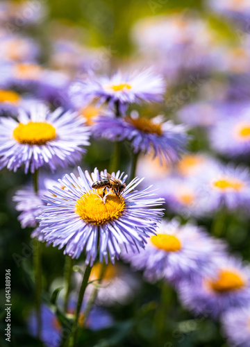Biene auf Astern, Sternblume