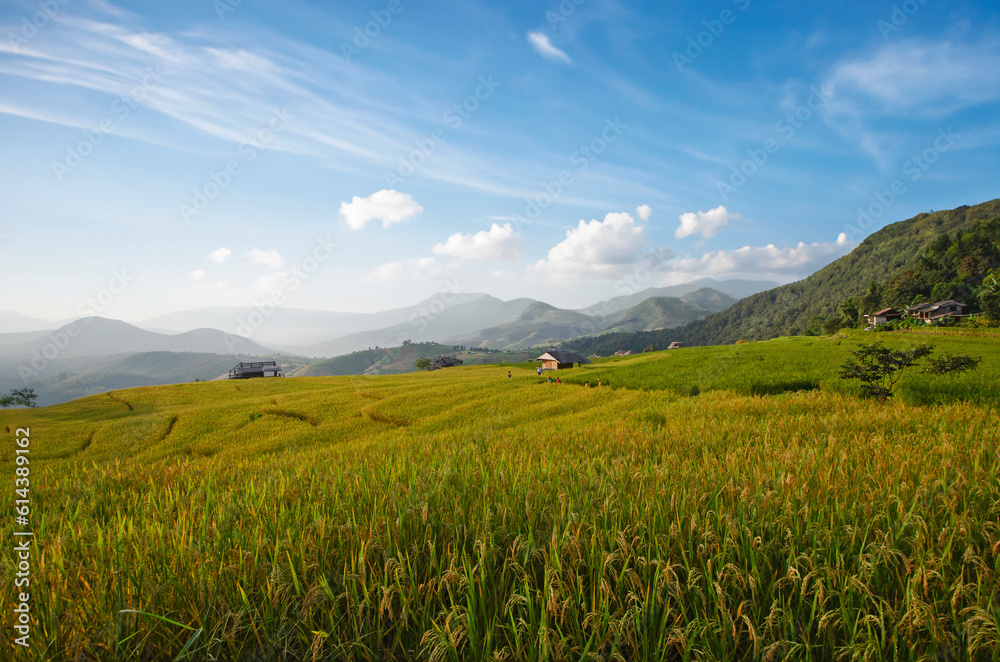 Beautiful rice field in harvesting season on the hill with blue sky background