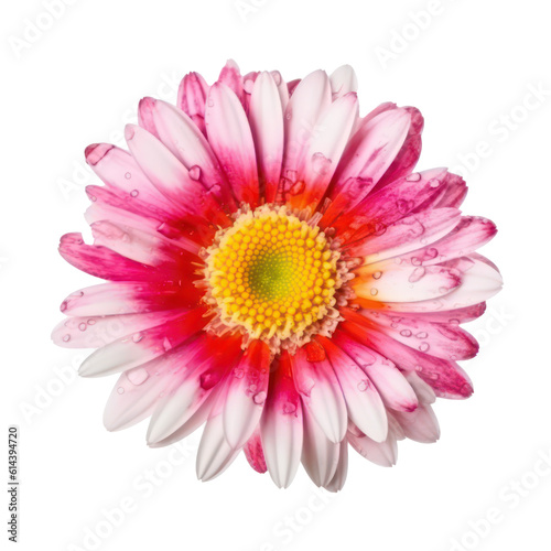 Beautiful colorful daisy. Daisy isolated on transparent background. Generative AI.