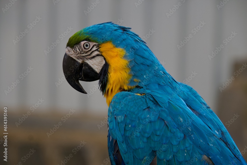 Birds at a petting zoo