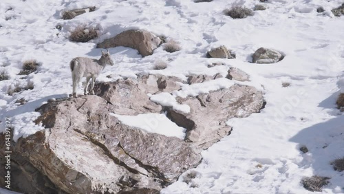 Solo Bharal (Blue Sheep) looks out for danger in the Himalayas of India. photo