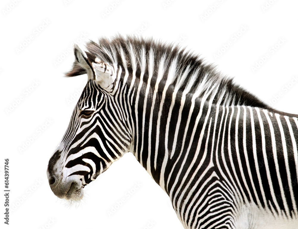 Fototapeta premium グレイビーシマウマ