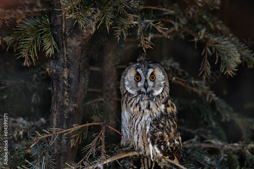 An owl sits on a Christmas tree branch in a dark forest