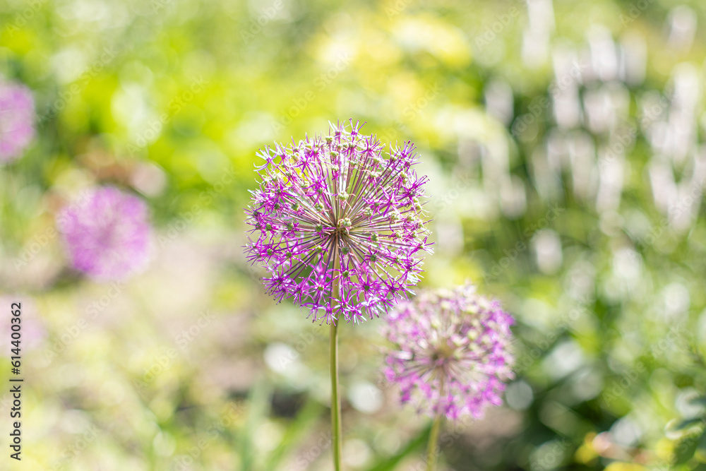 Beautiful purple dandelion flower in summer park
Beautiful purple dandelion flower in summer park