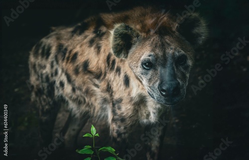 Hyène 