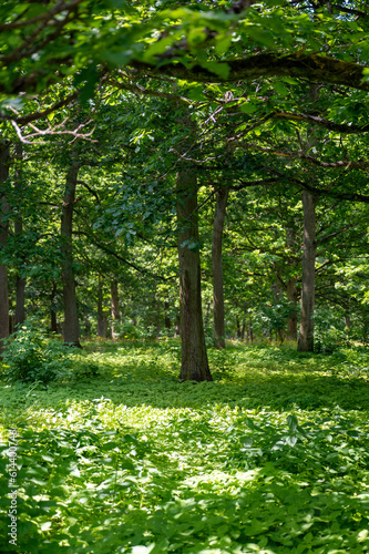 Fototapeta Naklejka Na Ścianę i Meble -  A green forest with many green plants on the ground