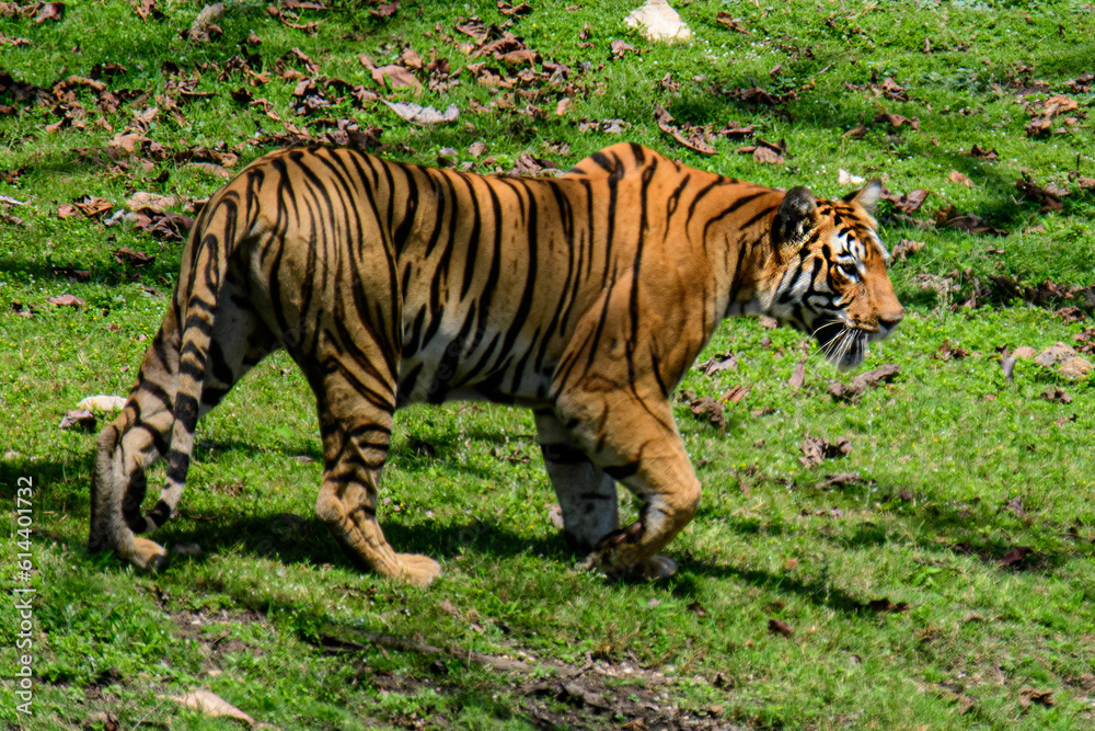 bengal tiger in the grass bengal tiger in the grass