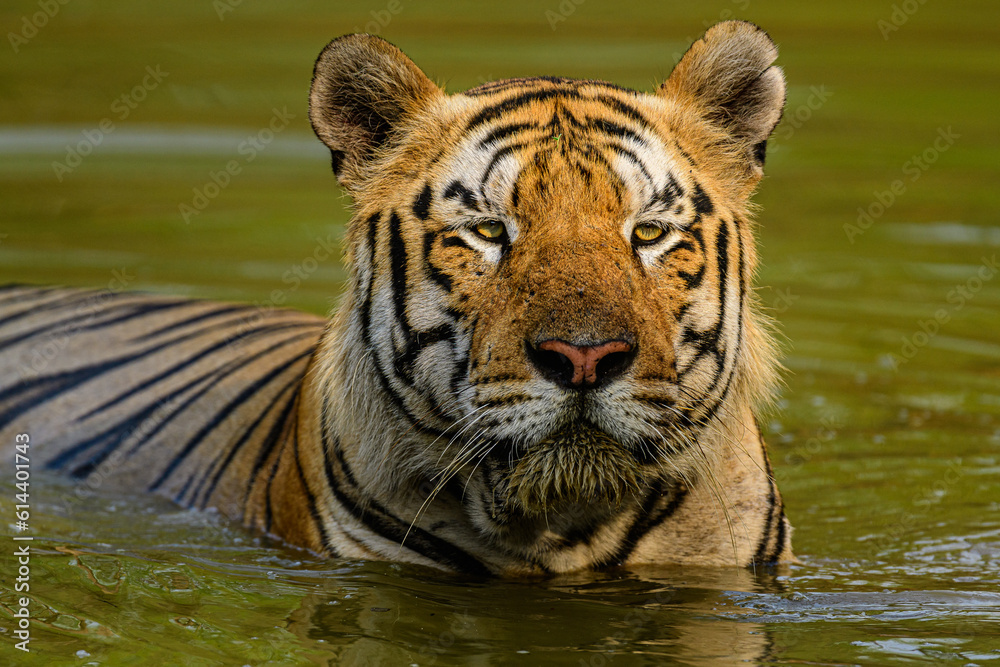 Close up face of tiger in the water