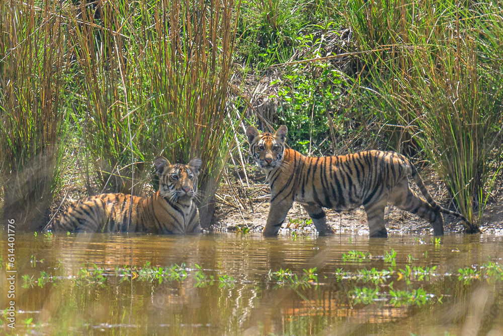 Fototapeta premium wild tiger cubs in the wild water