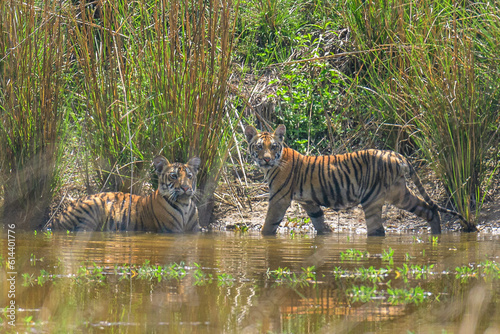 wild tiger cubs in the wild water photo