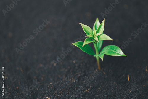 Coin tree growth with soil background. The money plant financial investment concept success. A hand holding coin tree is shown the symbol business growth and ecological business plant money in nature.