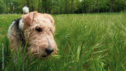 dog in the field © Danmarpe
