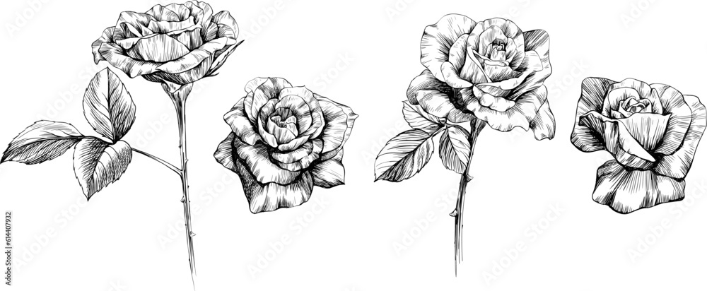 Rose flowers sketch isolate on white. Hand drawn set collection. Rose flowers sketch isolate on white. Hand drawn set collection.
