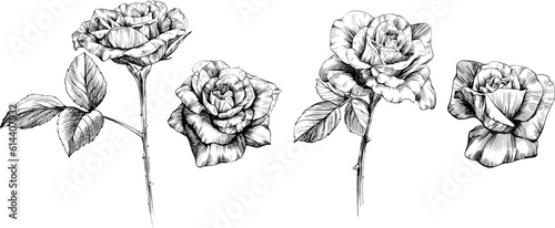 Rose flowers sketch isolate on white. Hand drawn set collection.