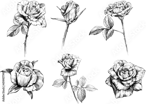 Rose flowers sketch isolate on white. Hand drawn set collection.