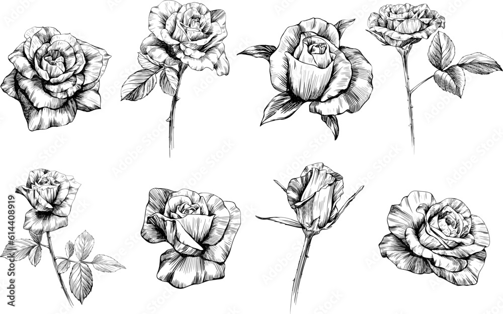 Rose flowers sketch isolate on white collection. Hand drawn vintage set. - obrazy, fototapety, plakaty 