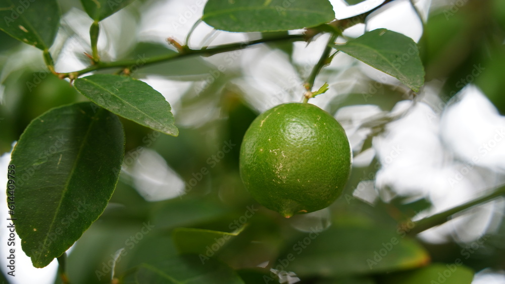 Bunches of fresh green ripe lemons on lemon tree branches in Italian garden Bunches of fresh green ripe lemons on lemon tree branches in Italian garden