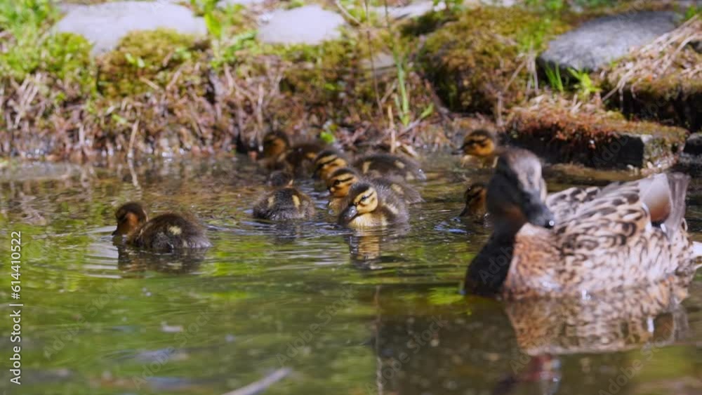 Female duck and ducklings sweem in pond and looks for food on water surface. Female duck and ducklings sweem in pond and looks for food on water surface.