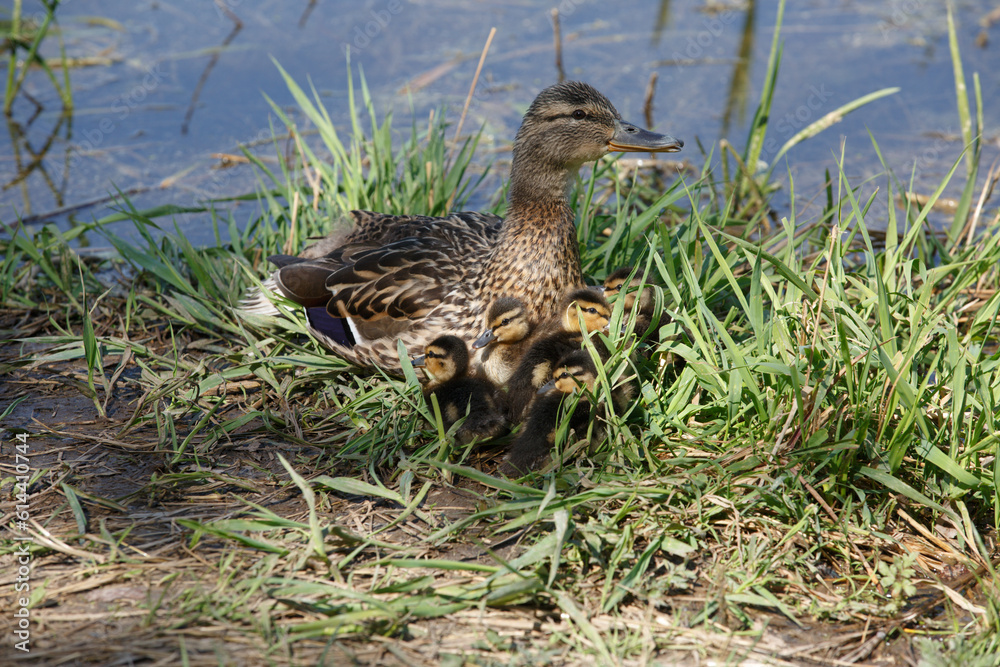 A gray wild duck sits with its ducklings on the bank of a body of water A gray wild duck sits with its ducklings on the bank of a body of water