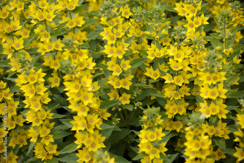 Spotted Loosestrife. Yellow flower. Lysimachia punctata, the dotted loosestrife.  Flowers bells of large yellow loosestrife or circle flower or spotted loosestrife close up with selective focus