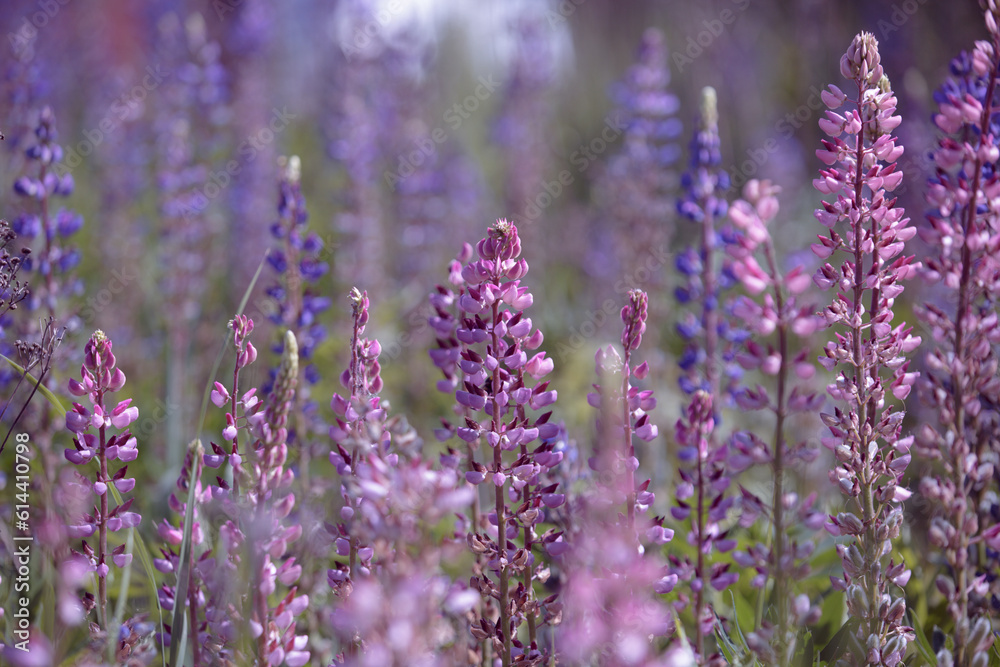Obraz premium Pink lupines polyphyllus. Lupinus flowering in the meadow. Bunch of lupines in full bloom. Lupin, field with purple and pink flowers. Blooming lupine flowers