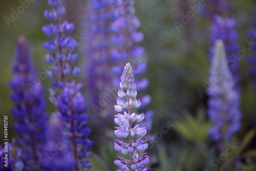 Lupinus polyphyllus. Lupin, field with purple and blue flowers. Blooming lupine flowers. Bunch of lupines in full bloom. Violet lupines flowering in the meadow