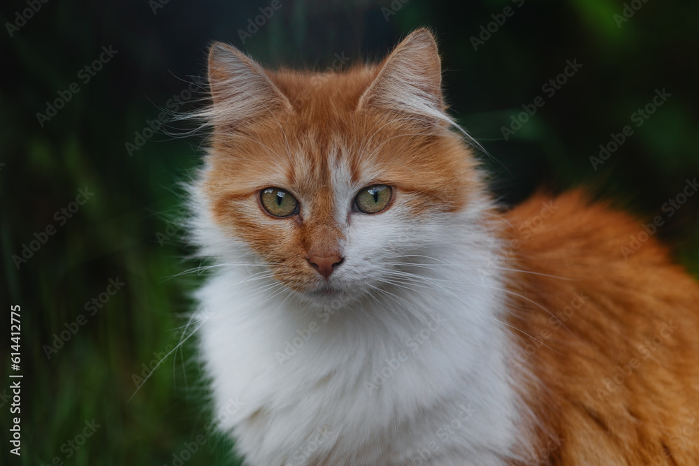 Portrait of a red-haired white fluffy cat on a dark green background Portrait of a red-haired white fluffy cat on a dark green background