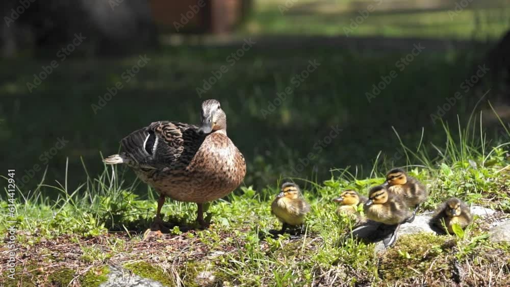 Female duck and ducklings sweem in pond and looks for food on water surface. Female duck and ducklings sweem in pond and looks for food on water surface.