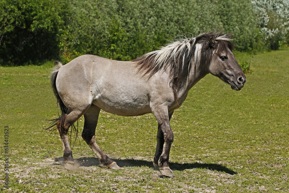 Tarpan Horse, equus caballus gmelini Tarpan Horse, equus caballus gmelini