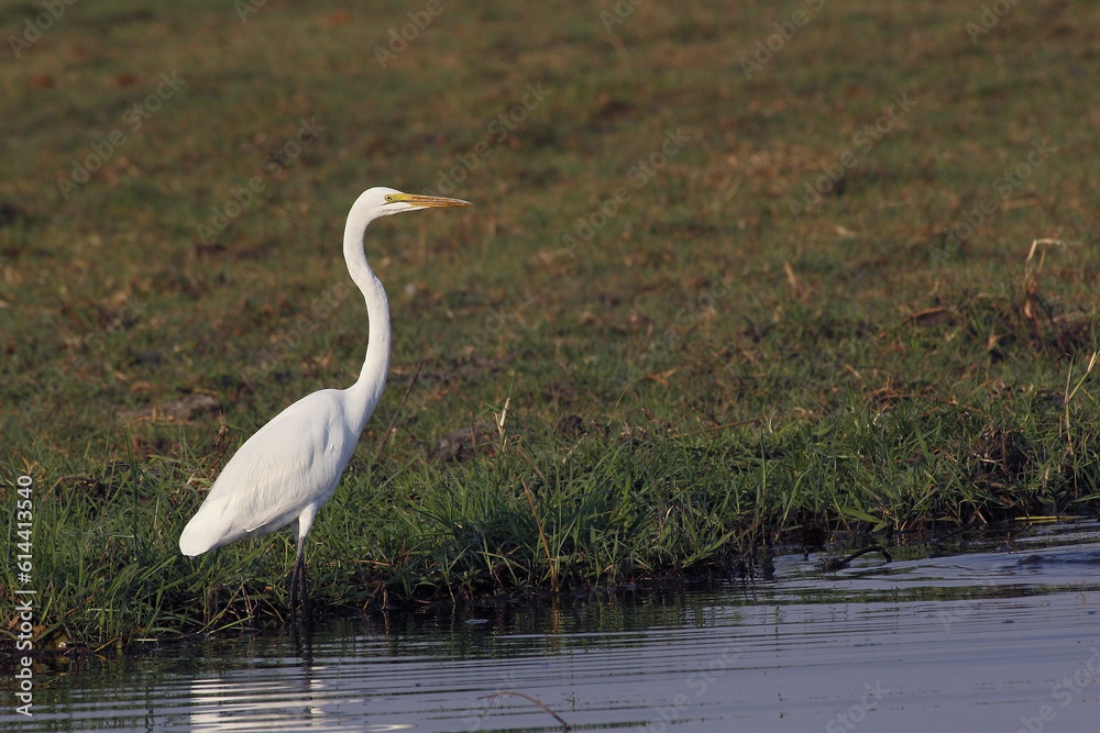 Fototapeta premium Great White Egret, egretta alba, Adult near Chobe River, Okavango Delta in Botswana