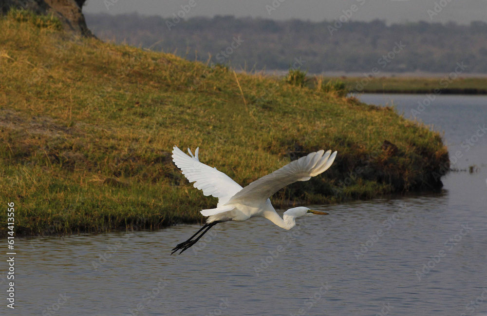 Great White Egret, egretta alba, Adult in Flight at Chobe River, Okavango Delta in Botswana Great White Egret, egretta alba, Adult in Flight at Chobe River, Okavango Delta in Botswana