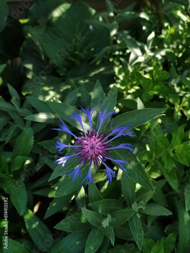 blue flower on a background of green leaves