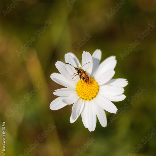 Bugs enjoying the day on a flower