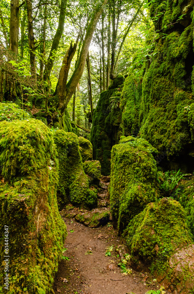 Fototapeta premium Beautiful Forest of Dean in Coleford - UK Wales, England, Great Britain. Mossy scenery used to shoot Star Wars films.