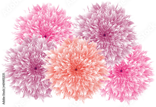 Aster chrysanthemum flowers set vector isolated. Floral design elements