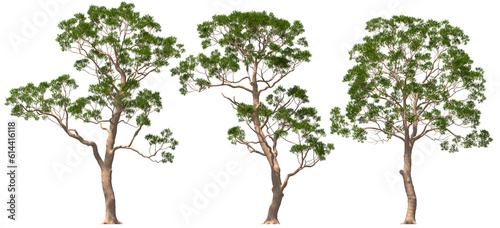 eucalyptus, trees, plants, group, hq, arch viz, cutout 3d render