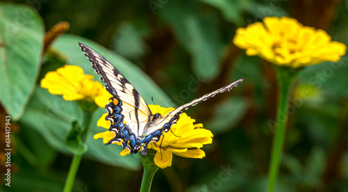 Butterfly enjoying a zinnia flower