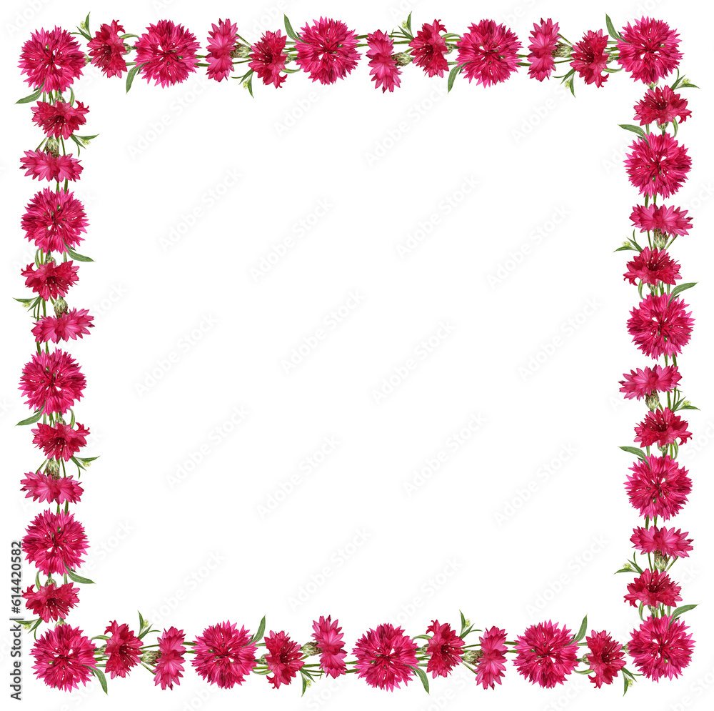 Red knapweed flowers in a line floral arrangement isolated on white or transparent background Red knapweed flowers in a line floral arrangement isolated on white or transparent background