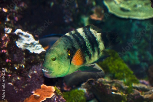 Fish at Sea Aquarium